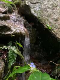 น้ำตกแม่กำปอง (Mae Kampong Waterfall)