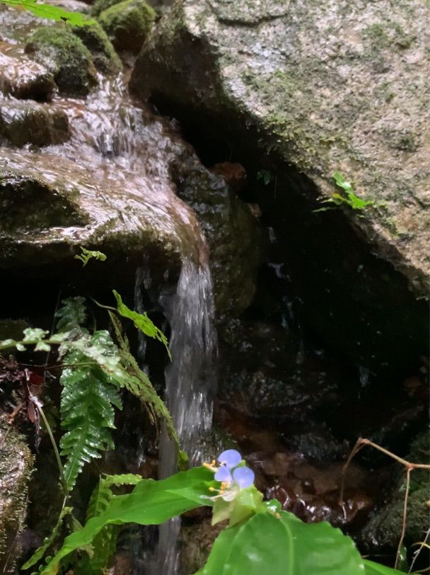 น้ำตกแม่กำปอง (Mae Kampong Waterfall)