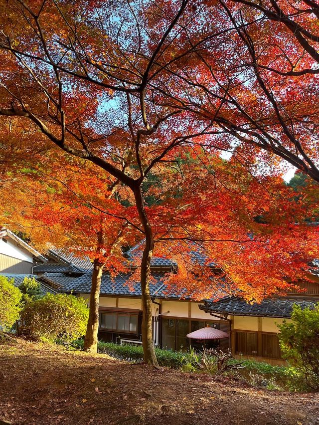 【福岡紅葉】有名な秋月城跡の紅葉🍁