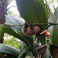 Singapore Zoo