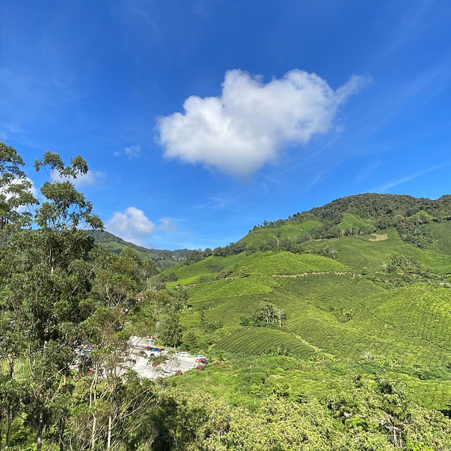 BOH Tea Centre Sungai Palas, Cameron Highland