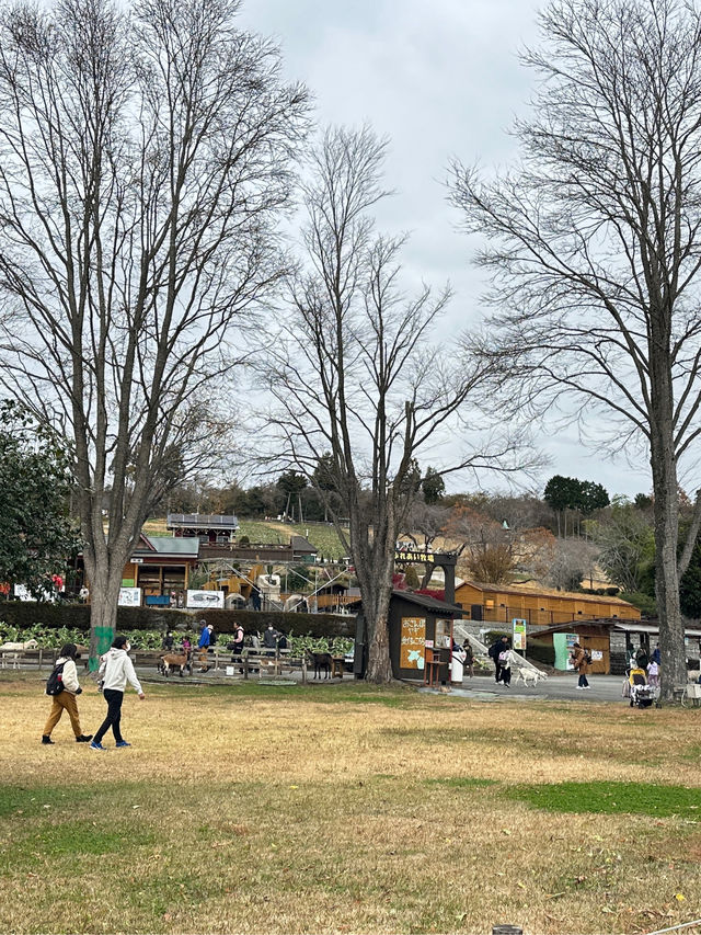 Makaino Farm next to Mt Fuji