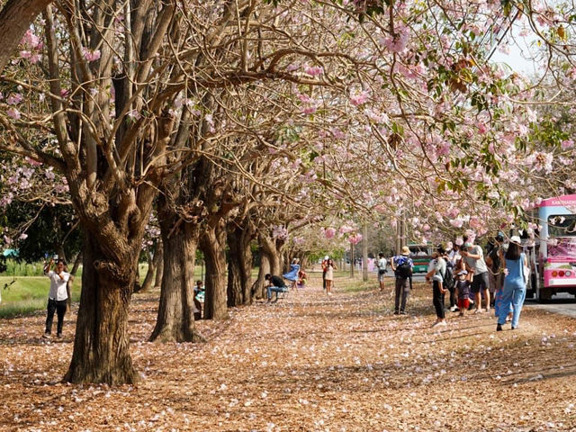 ชมพูพันธุ์ทิพย์ ม.เกษตรศาสตร์ กำแพงแสน