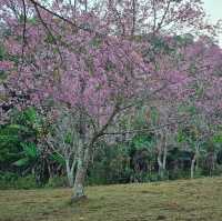 ไปหมู่บ้านสีชมพู ดูซากุระเมืองไทย 🌸