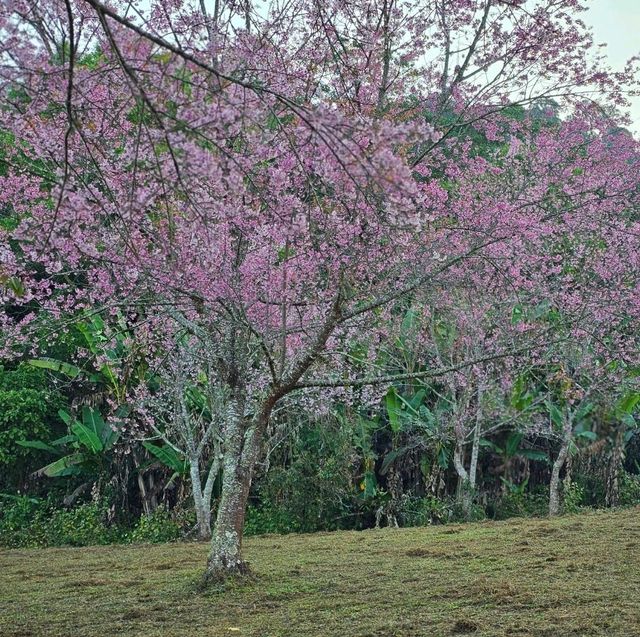 ไปหมู่บ้านสีชมพู ดูซากุระเมืองไทย 🌸