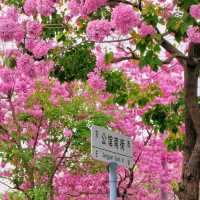 ✨深圳~公館南街~賞紫花風鈴木✨