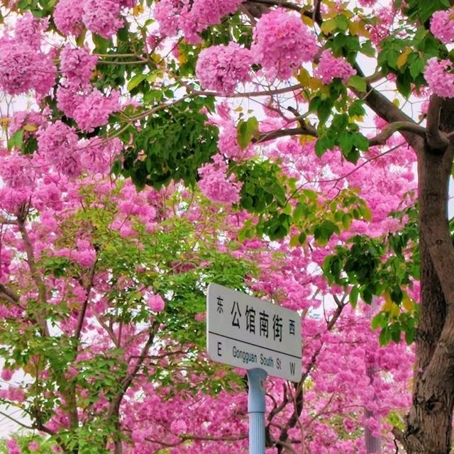✨深圳~公館南街~賞紫花風鈴木✨