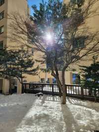 눈뜨면 설경을 볼 수 있는 태백 호텔❄️
