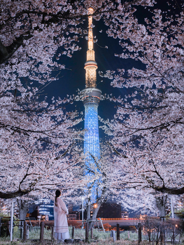 【ソメイヨシノよりひと足先に！🌸】仕事終わりに都内で見れる河津桜スポット紹介！☺️ 