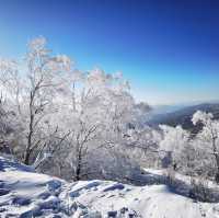 《哈爾濱美食冰雪之旅:探索中國雪鄉與大教堂》