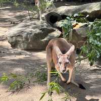 Talonga Zoo to meet Koala and Kangaroo!