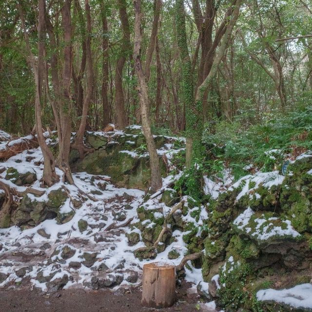 겨울의 초록숲 궁금하시지 않으세요