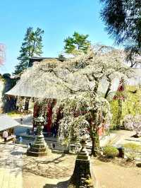 【妙義神社/群馬県】しだれ桜のアーチをくぐろう！