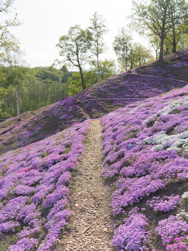 【北海道】一面ピンクの山！東藻琴芝桜公園