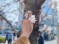 สัมผัสความงามของดอกซากุระริม Meguro River🌸