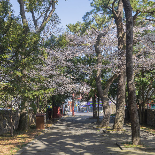 제주 벚꽃이 예쁜 삼성혈