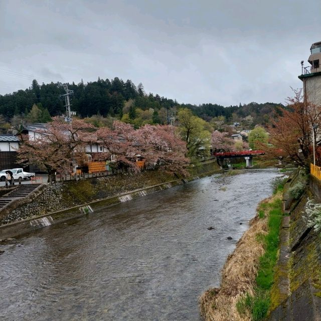 Japan Sakura!