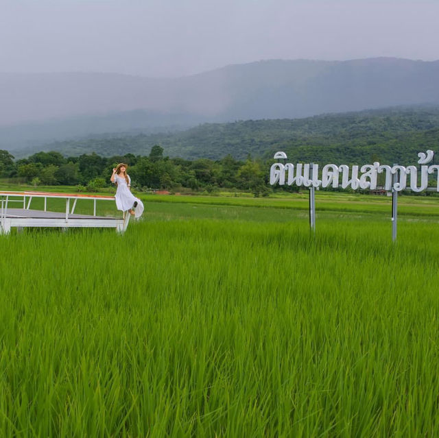 คาเฟ่วิวทุ่งนาเขียวบรรยากาศดีมาก ชัยภูมิ