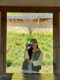 서산 유기방가옥 실시간 수선화 개화현황🌼