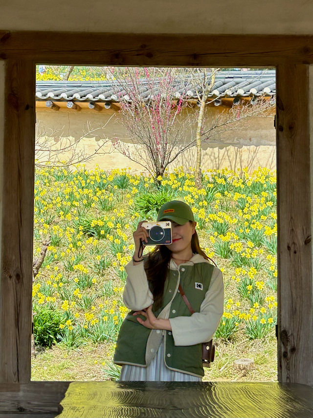 서산 유기방가옥 실시간 수선화 개화현황🌼