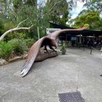 Australian Wildlife at Healesville Sanctuary🦘