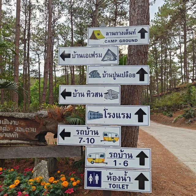 นอนชิว สดชื่น ในป่าสนธรรมชาติสวนป่าดอยบ่อหลวง