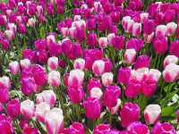 Tulip Tours Holland