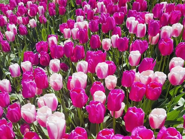 Tulip Tours Holland