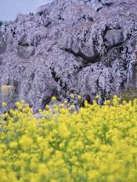 【福島・桜】薄紅色の小さな桜が無数に咲く天然記念物🌸※アクセス攻略付き