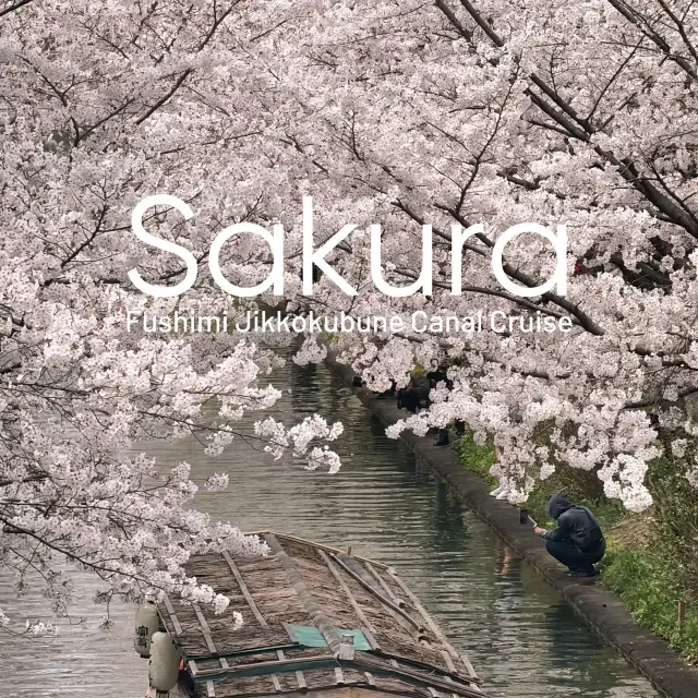 Sakura | 東京