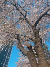 아기자기한 벽화 보는 재미가 있는 벚꽃길 봄 데이트🌸 동수북로 벽화거리