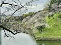 CoStudio | 千鳥ケ淵 - 桜の楽園🌸🏞️