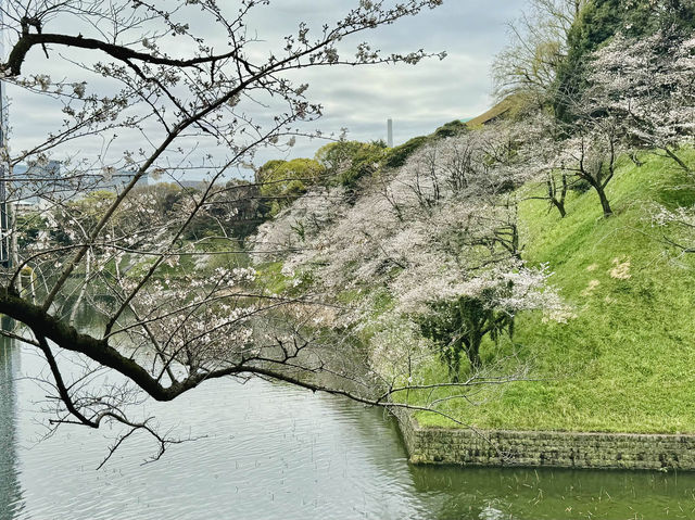 CoStudio | 千鳥ケ淵 - 桜の楽園🌸🏞️