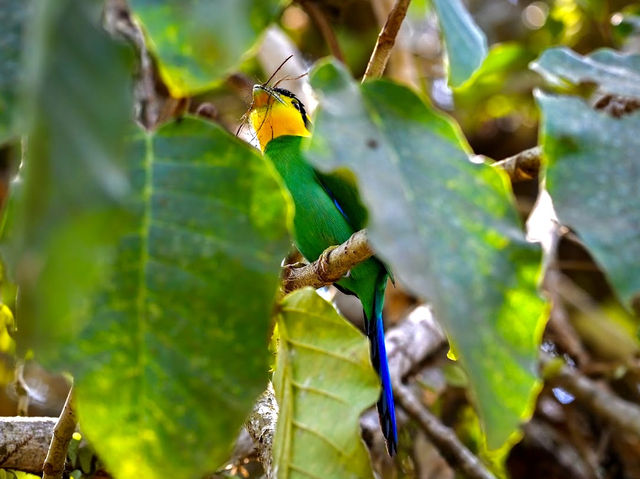 Khao Yai National Park