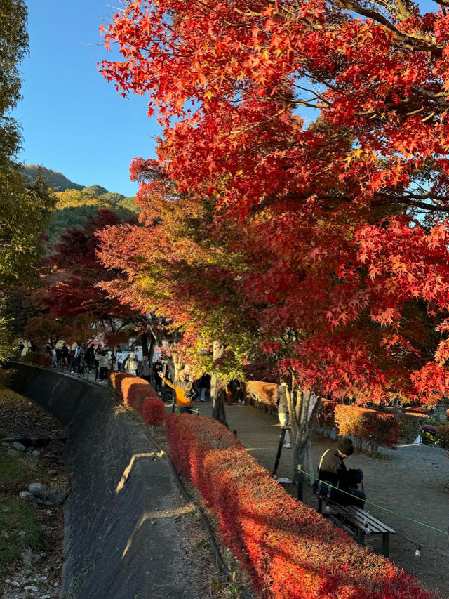 Momiji corridor อุโมงค์ใบเมเปิ้ล