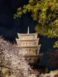 【京都東寺】夜遊櫻花🌸，心靈淨化