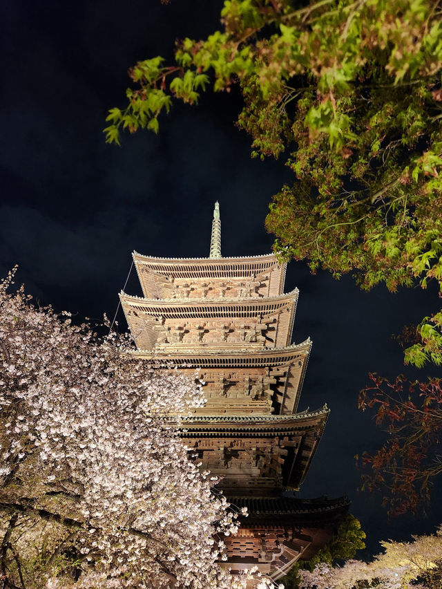 【京都東寺】夜遊櫻花🌸，心靈淨化