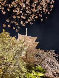 【京都東寺】夜遊櫻花🌸，心靈淨化