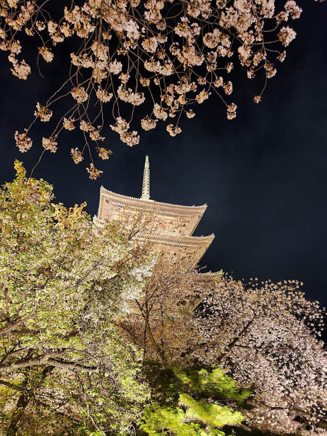【京都東寺】夜遊櫻花🌸，心靈淨化