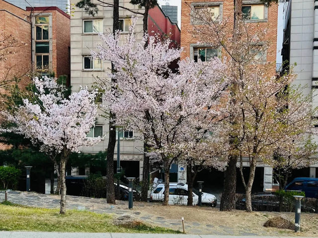 🌸「首爾書街：春天櫻花美景，適合閱讀和攝影」🌸