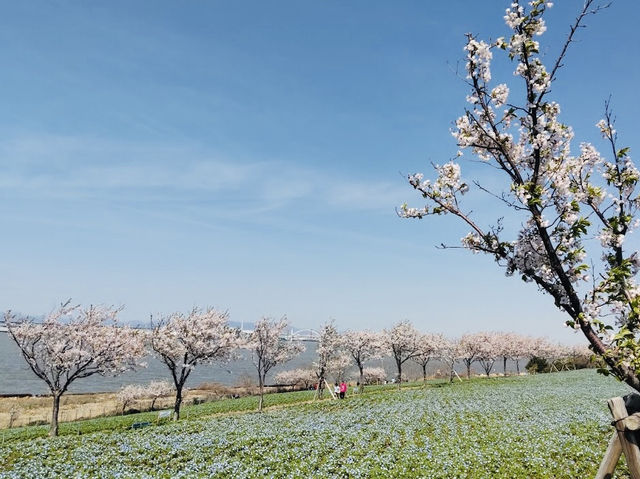 【大阪】舞洲緑地：櫻花盛開，攝影捕捉美麗瞬間