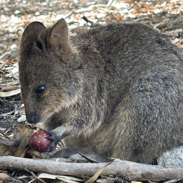 Amazing Rottnest Island with cute Quokkas!