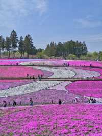 【埼玉】GWのスタートを特急列車に乗って行こう‼️秩父にあるピンクの絶景✨※ほか観光情報付き
