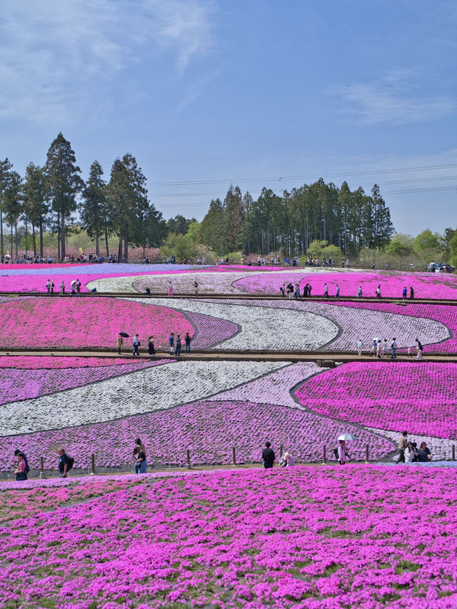 【埼玉】GWのスタートを特急列車に乗って行こう‼️秩父にあるピンクの絶景✨※ほか観光情報付き