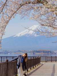 河口湖北岸賞櫻