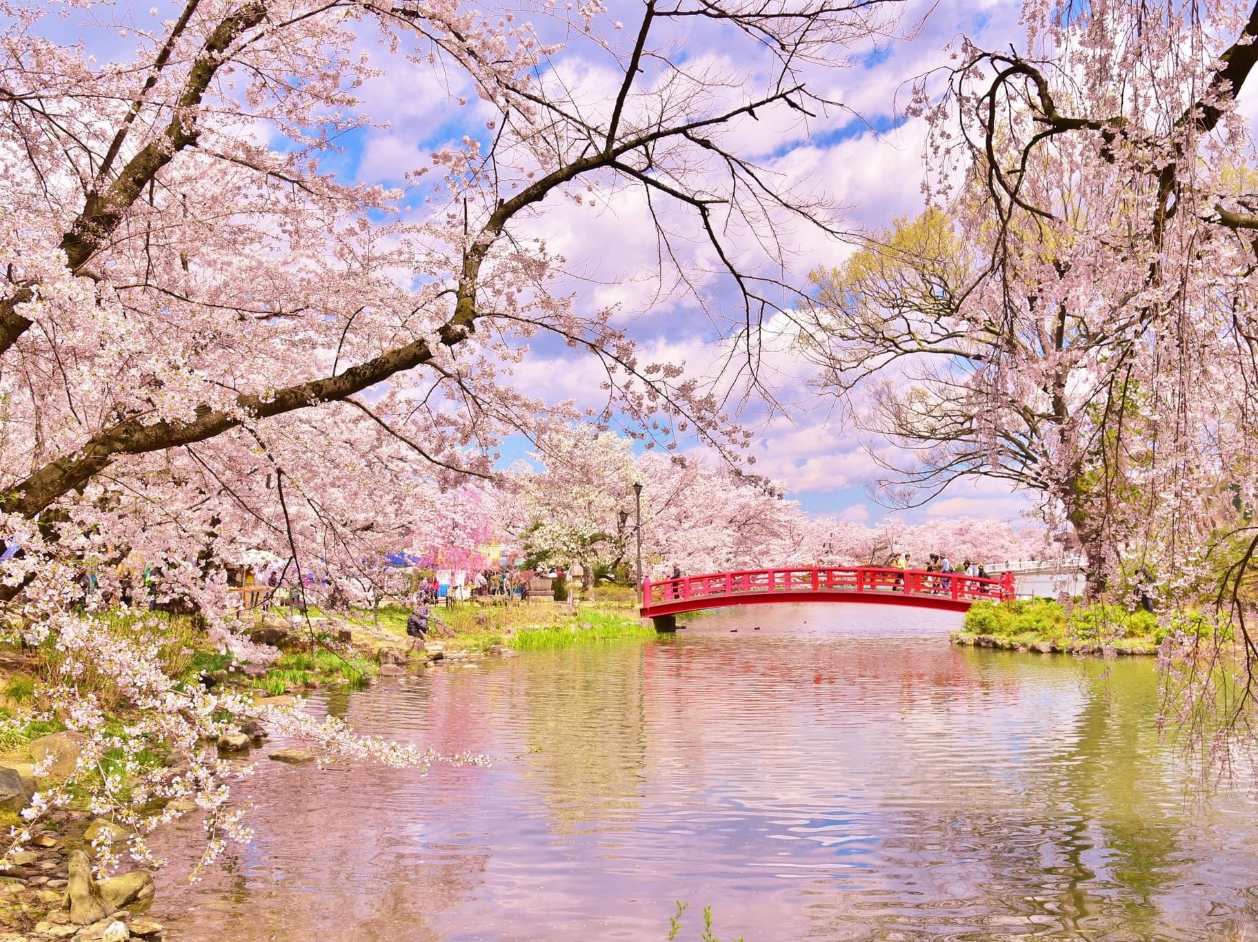 Wolong Park Cherry Blossoms