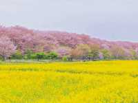 幸手権現堂桜堤の桜