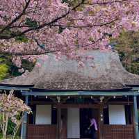 深田氏庭園：江戶時代傳統園林，春天好去處