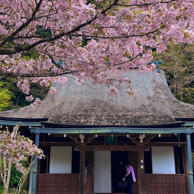 深田氏庭園：江戶時代傳統園林，春天好去處