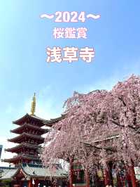 東京　東京観光　やっぱり浅草寺は外せない！2024桜の浅草寺